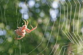 Mơ Thấy Con Nhện – Giải Mã Giấc Mơ Linh Ứng Và Con Số May Mắn