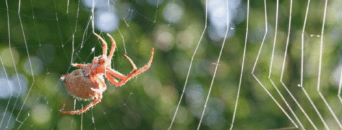 Mơ Thấy Con Nhện – Giải Mã Giấc Mơ Linh Ứng Và Con Số May Mắn