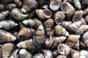 Mơ thấy con ốc nhồi có ý nghĩa gì về công danh, tiền bạc và tình duyên?