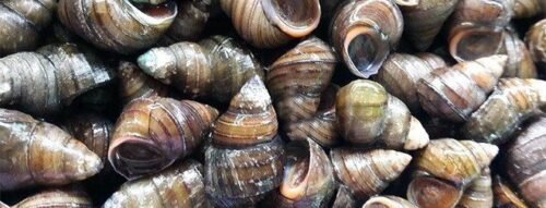 Mơ thấy con ốc nhồi có ý nghĩa gì về công danh, tiền bạc và tình duyên?