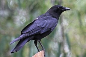 Giải mã giấc mơ thấy con quạ: Lời nhắn từ tiềm thức về sự thay đổi, cảnh báo và cơ hội mới