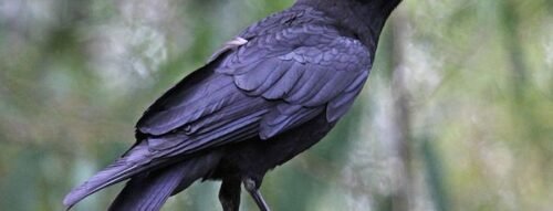 Giải mã giấc mơ thấy con quạ: Lời nhắn từ tiềm thức về sự thay đổi, cảnh báo và cơ hội mới