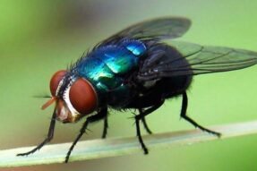 Mơ thấy con ruồi: Khi chi tiết nhỏ bé mang ý nghĩa sâu xa về tâm linh và vận mệnh tương lai