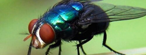Mơ thấy con ruồi: Khi chi tiết nhỏ bé mang ý nghĩa sâu xa về tâm linh và vận mệnh tương lai