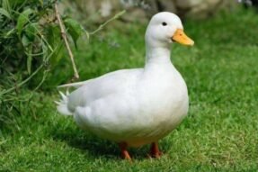 Khám phá ý nghĩa tâm linh khi mơ thấy con vịt xuất hiện