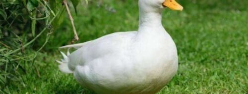 Khám phá ý nghĩa tâm linh khi mơ thấy con vịt xuất hiện