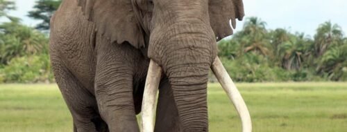 Giải mã giấc mơ thấy con voi và điềm báo may mắn, tài lộc sắp tới