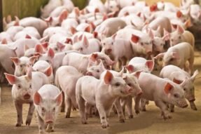 Giải mã giấc mơ thấy đàn lợn và điềm báo tài lộc đang đến gần