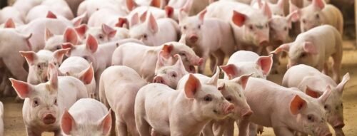 Giải mã giấc mơ thấy đàn lợn và điềm báo tài lộc đang đến gần