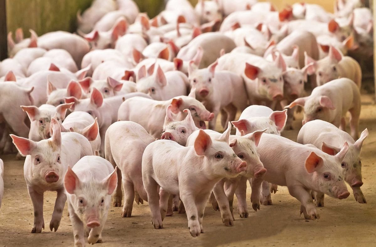 Khi nằm mơ thấy đàn lợn, não bộ có thể đang phản ánh mong muốn về sự ấm no