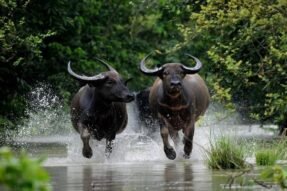 Mơ thấy đàn trâu là điềm gì? Hé lộ tài lộc và vận mệnh sắp tới