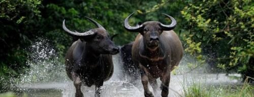 Mơ thấy đàn trâu là điềm gì? Hé lộ tài lộc và vận mệnh sắp tới