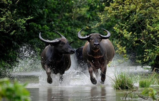 Ý nghĩa chung khi mơ thấy đàn trâu