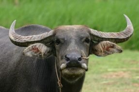 Mơ thấy đầu trâu: Giấc mơ linh thiêng phản ánh sức mạnh nội tâm