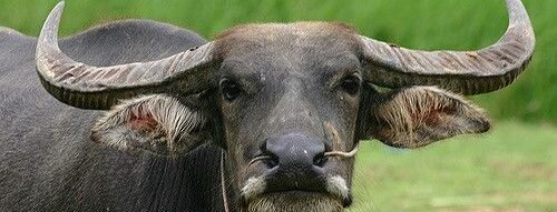 Mơ thấy đầu trâu: Giấc mơ linh thiêng phản ánh sức mạnh nội tâm