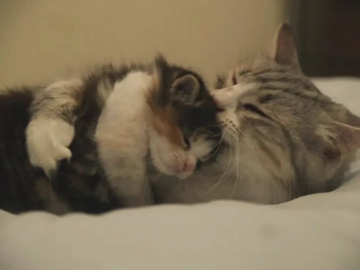 Mơ đẻ ra nhiều mèo con