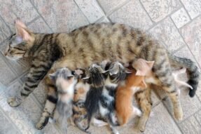 Mơ thấy đẻ ra mèo là điềm tốt hay xấu? Chuyên gia giải thích chi tiết