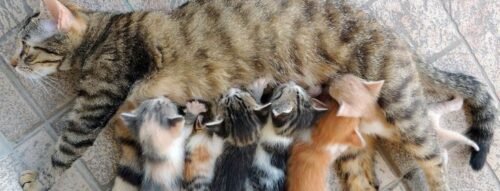 Mơ thấy đẻ ra mèo là điềm tốt hay xấu? Chuyên gia giải thích chi tiết