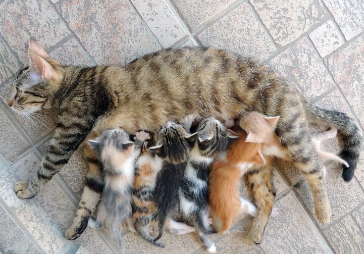 Ý nghĩa tâm lý khi mơ thấy đẻ ra mèo