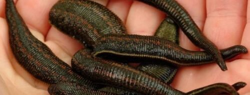 Giải mã giấc mơ thấy đỉa bám đầy người và điềm báo hung cát