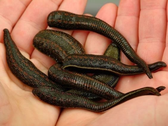 Ý nghĩa chung của việc mơ thấy đỉa bám đầy người