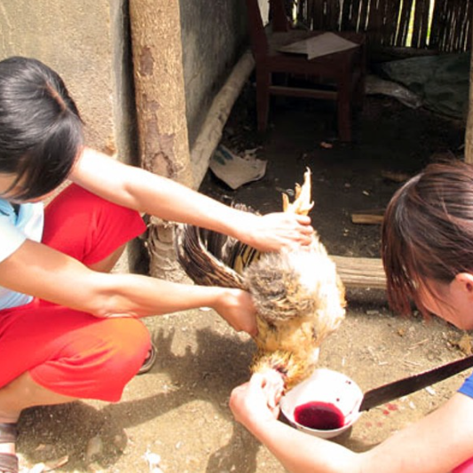 Cảnh gà bị cắt tiết, biểu tượng cho sự hy sinh và đổi mới trong cuộc sống.