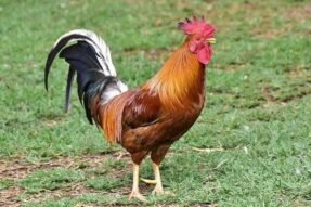 Mơ thấy gà trống là điềm gì về tiền bạc, công danh và gia đạo?