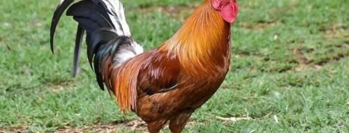 Mơ thấy gà trống là điềm gì về tiền bạc, công danh và gia đạo?