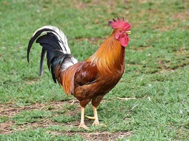 Ý nghĩa chung của giấc mơ thấy gà trống