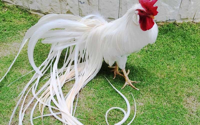 Phong thủy – tâm linh và con số may mắn