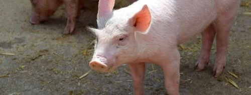 Mơ thấy giết lợn – Giấc mơ kỳ lạ phản ánh tham vọng, sự đổi thay và cơ hội bứt phá