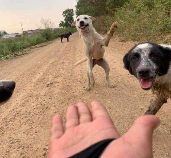 Hình hai con chó chạy đến gần chủ với vẻ mặt vui mừng, khung cảnh sáng sủa, tích cực.