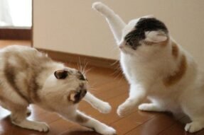 Mơ thấy hai con mèo cắn nhau báo hiệu xung đột hay đổi vận?