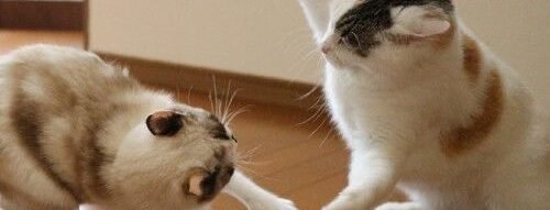 Mơ thấy hai con mèo cắn nhau báo hiệu xung đột hay đổi vận?