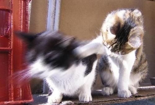 Mơ thấy hai con mèo cắn nhau trước mặt mình