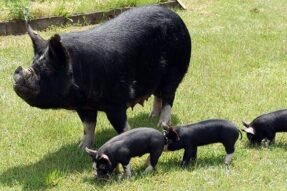 Khám phá ý nghĩa khi mơ thấy heo rừng và cơ hội đổi đời từ giấc mộng