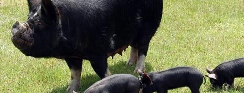 Khám phá ý nghĩa khi mơ thấy heo rừng và cơ hội đổi đời từ giấc mộng