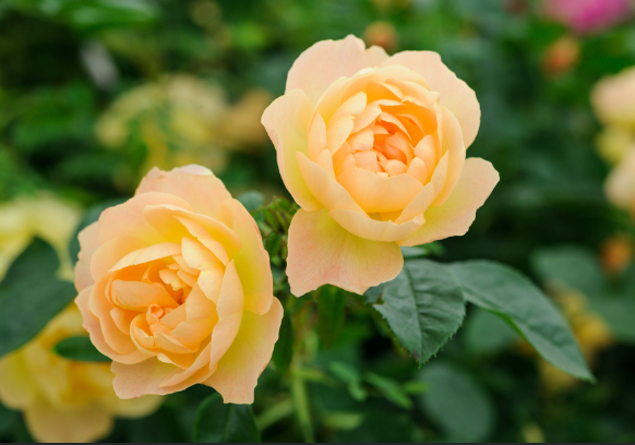 Một đóa hoa hồng vàng nở rộ dưới ánh nắng, thể hiện niềm hy vọng và tươi mới.