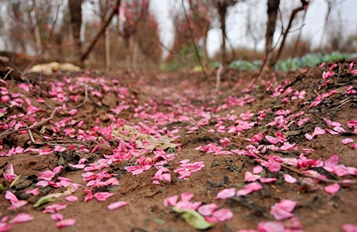 Cánh hoa hồng rơi rụng trên nền đất khô, gợi cảm giác tiếc nuối và xa cách.