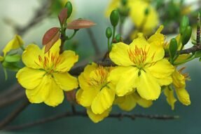 Mơ thấy hoa mai – Hé lộ điềm báo tình duyên viên mãn và quý nhân phù trợ