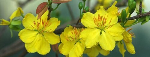 Mơ thấy hoa mai – Hé lộ điềm báo tình duyên viên mãn và quý nhân phù trợ