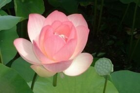 Mơ thấy hoa sen – Giải mã giấc mơ mang thông điệp về may mắn, tình duyên