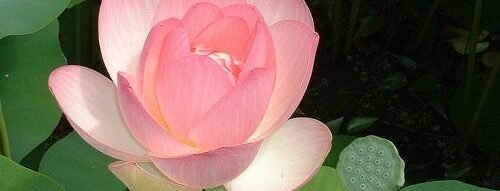 Mơ thấy hoa sen – Giải mã giấc mơ mang thông điệp về may mắn, tình duyên