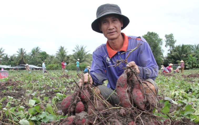  Hình minh họa người nông dân thu hoạch khoai trên ruộng, thể hiện sự cần mẫn và thành quả lao động.
