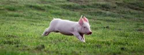 Mơ thấy lợn cắn là dấu hiệu xui rủi hay cảnh báo về tài chính, sức khỏe?