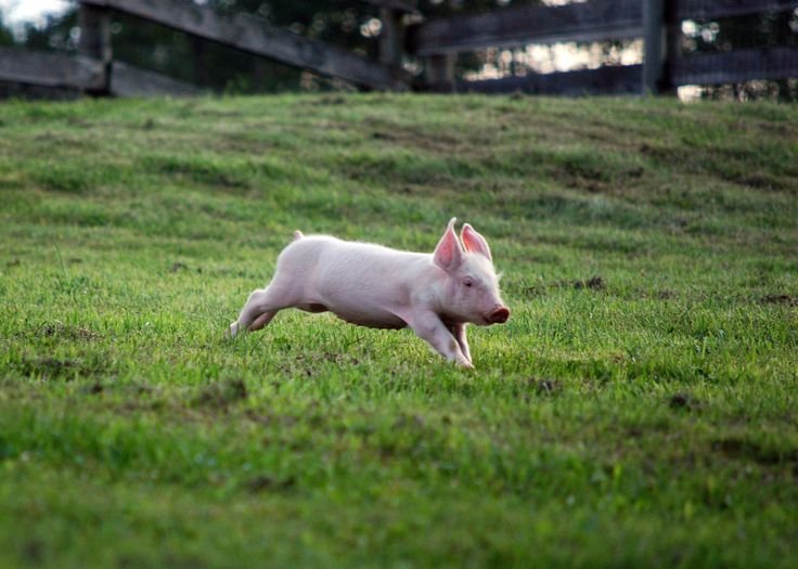 Ý nghĩa chung của giấc mơ thấy lợn cắn