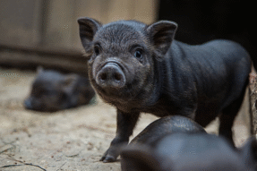 Giải Mã Giấc Mơ Thấy Lợn Đen Nhỏ Và Những Con Số May Mắn