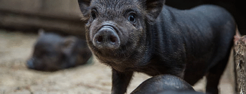 Giải Mã Giấc Mơ Thấy Lợn Đen Nhỏ Và Những Con Số May Mắn