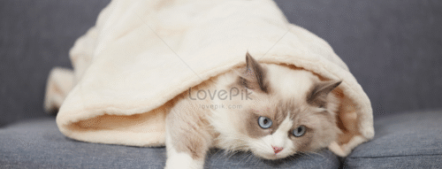 Mơ Thấy Mèo Nhà – Giải Mã Giấc Mơ Và Những Con Số Liên Quan