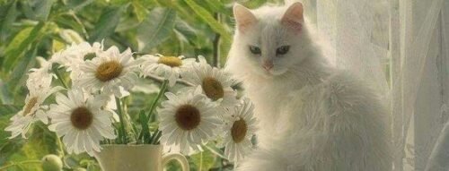 Mơ thấy mèo trắng: Lời nhắc tâm linh hay vận may sắp tới?